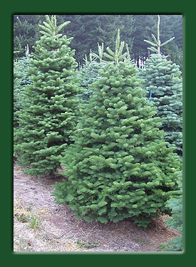 Kintigh's Mountain Home Ranch - Premium Christmas Trees ...
